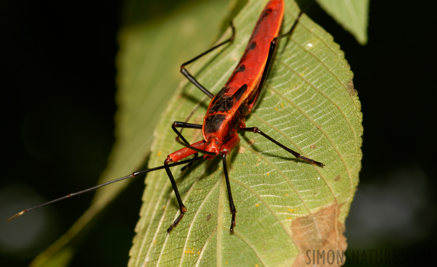Macrocheraia grandis [105 mm, 1/60 sec at f / 11, ISO 200]